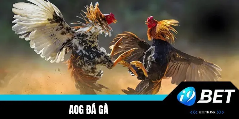 AOG Đá Gà