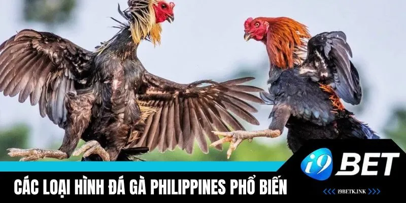Các loại hình đá gà Philippines hấp dẫn tại i9BET