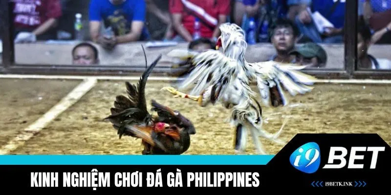 Kinh nghiệm chơi đá gà Philippines tại i9BET thắng lớn