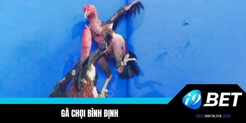 Khám phá chọi gà Bình Định đình đám