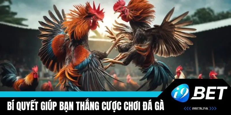Mẹo chơi đá gà tại i9BET giúp bạn thắng lớn